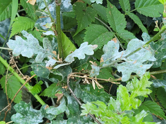 Erysiphe alphitoides