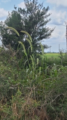 Setaria magna