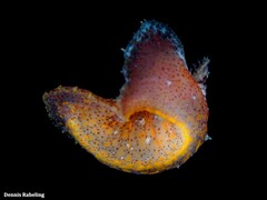 Plocamopherus maderae