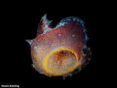 Plocamopherus maderae