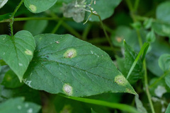 Puccinia arenariae