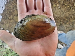 Ortmanniana ligamentina