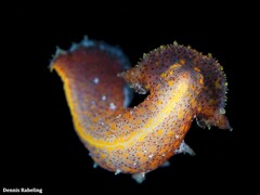 Plocamopherus maderae