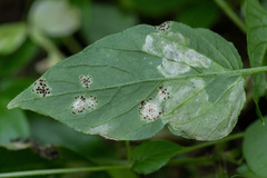 Puccinia arenariae