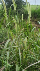 Setaria magna