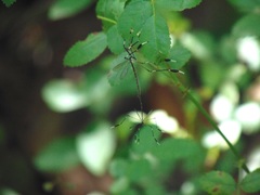 Bittacomorpha clavipes