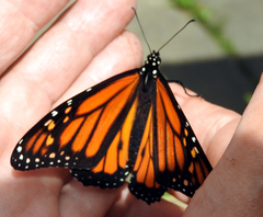 Danaus plexippus