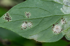 Puccinia arenariae