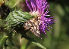 Pyrausta purpuralis