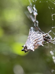 Micrathena gracilis