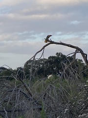 Cossypha caffra caffra