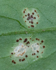 Puccinia arenariae