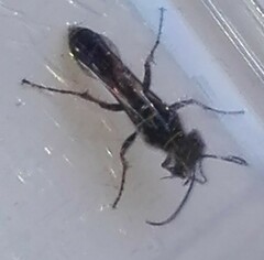 Sceliphron curvatum