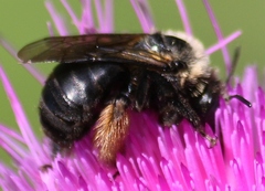 Melissodes desponsus