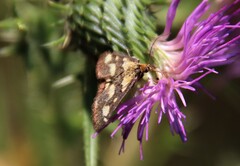 Pyrausta purpuralis