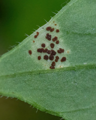 Puccinia arenariae