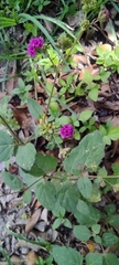 Boerhavia coccinea