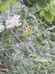 Argiope bruennichi