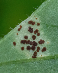 Puccinia arenariae