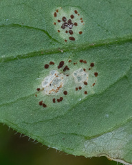 Puccinia arenariae