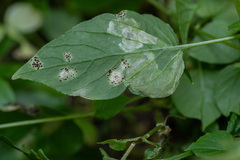 Puccinia arenariae