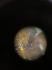Rubicundiella