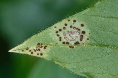Puccinia arenariae