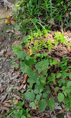 Boerhavia coccinea