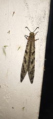 Palparini