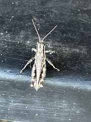 Melanoplus splendidus