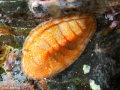Rhyssoplax canariensis