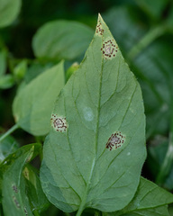 Puccinia arenariae