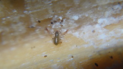 Pseudoscorpiones