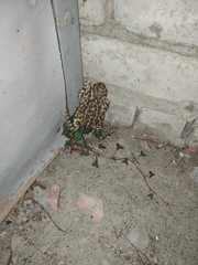 Bufotes viridis viridis