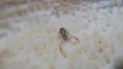 Pseudoscorpiones