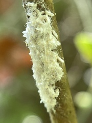 Beauveria bassiana