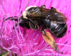 Melissodes desponsus