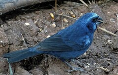 Cyanoloxia brissonii