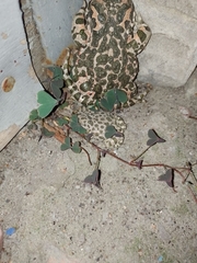 Bufotes viridis viridis