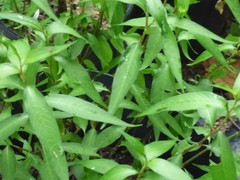 Persicaria odorata