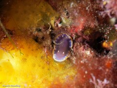 Felimida purpurea