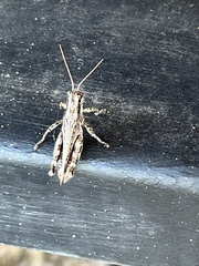 Melanoplus splendidus