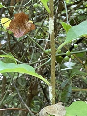 Beauveria bassiana