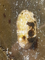 Patella caerulea