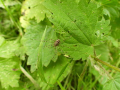 Dicranopalpus
