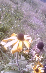 Rudbeckia
