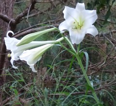 Lilium philippinense