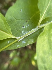 Beauveria bassiana