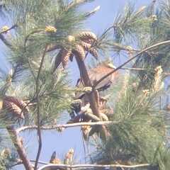 Parabuteo unicinctus