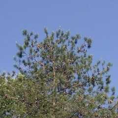 Parabuteo unicinctus